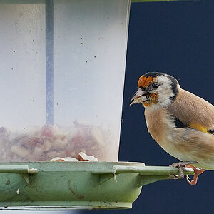 goldfinch 3.jpg