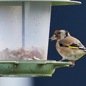 goldfinch 12.jpg