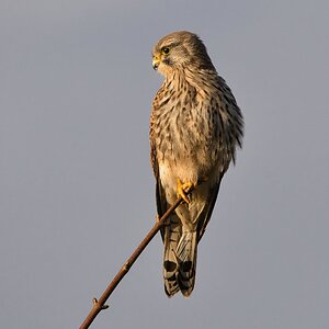 DSC07368 - Kestral perched Dawlish.jpg