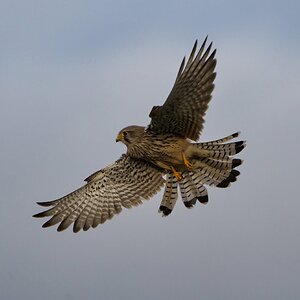 DSC07251-Kestral Flying Dawlish.jpg