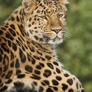 leopards 2.jpg