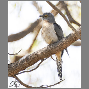 Fan-tailed Cuckoo 21-08-2021.JPG