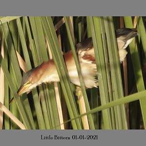 Little Bittern 1-1-2021.JPG