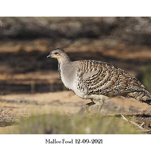 Mallee Fowl 12-09-2021.JPG