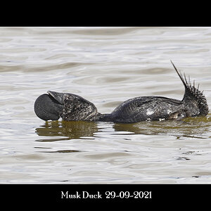 Musk Duck 29-09-2021.JPG