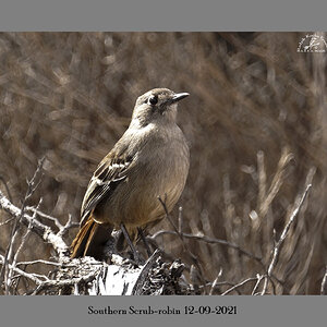 Southern Scrub-robin 12-09-2021.JPG