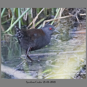 Spotless Crake 21-01-2021.JPG