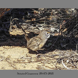 Striated Grasswren 29-03-2021.JPG