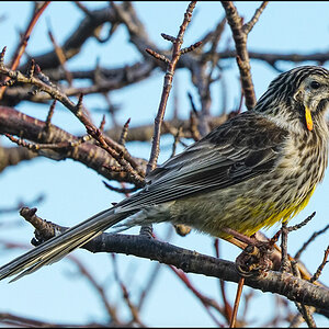 Yellow Wattlebird 2.jpg