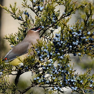 Cedar Waxwing