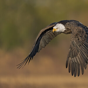 BaldEagle-ROY-A1-1332.jpg