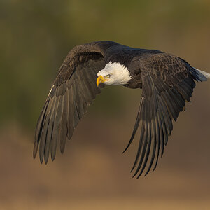 BaldEagle-ROY-A1-1333.jpg