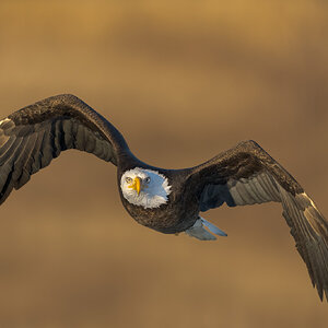 BaldEagle-ROY-A1-1441.jpg