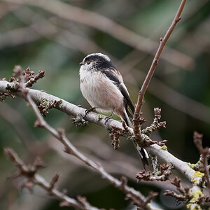 long tailed tit 1.jpg