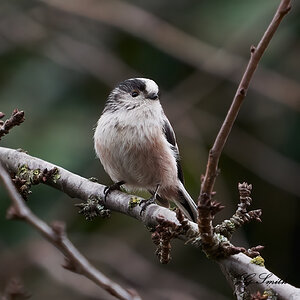 long tailed tit.jpg