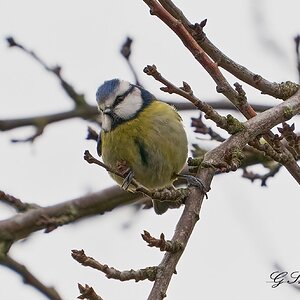 blue tit .jpg