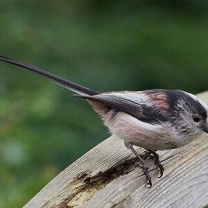 long tailed tit  1.jpg