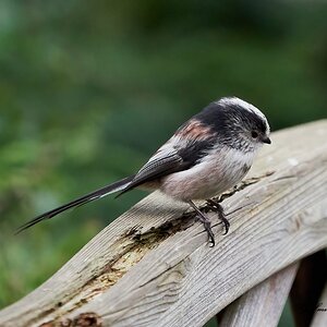 long tailed tit.jpg