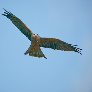 Black Kite IF (4)- 2048.jpg