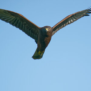 Swamp Harrier IF (12)- 2048.jpg