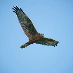 Swamp Harrier IF (9)- 2048.jpg