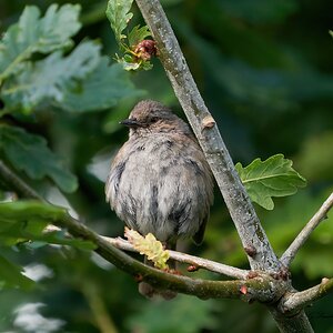 sparrow in tree.jpg