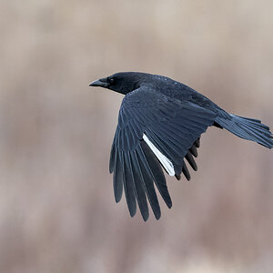 Crow-ROY-A1-2272--Edit.jpg