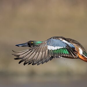 Northern-Shoveler-ROY-1A-4318.jpg