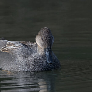 Gadwall-ROY-1A-3726.jpg