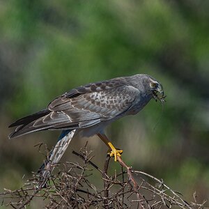 Northern Harrier 24-.jpg