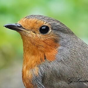 robins head shot.jpg