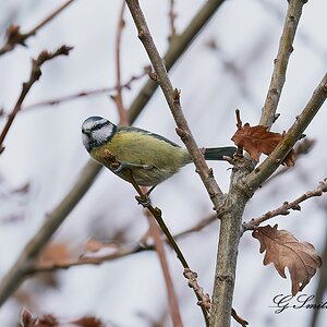 blue tit 4.jpg