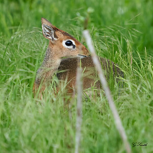 dirks antelope.jpg