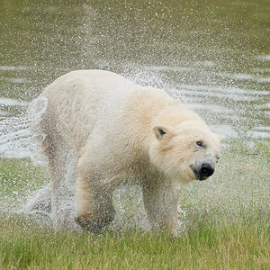 polar drying off.jpg