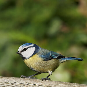 blue tit.jpg