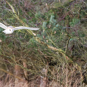 Barn Owl WatchTree-2.jpg