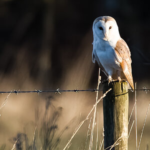 Barn Owl WatchTree.jpg