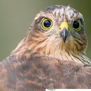 Close Encounter Young Sparrow Hawk.jpg