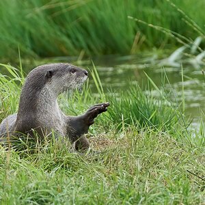 otter a99ii minolta 400 4.5  2020.jpg