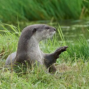 otter a99ii minolta 400 4.5 2020 1.jpg