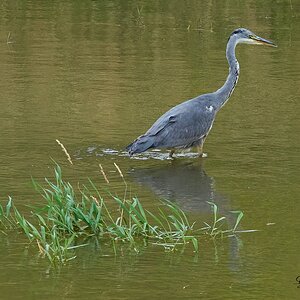 heron  2020 4.jpg