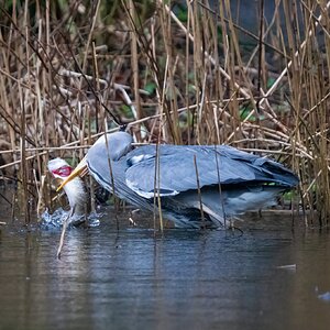 Heron-vs-Pike-1.jpg