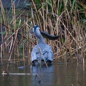 Heron-vs-Pike-5.jpg