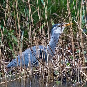 Heron-vs-Pike-8.jpg