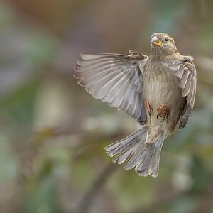 House-Sparrow-ROY-1A-6493.jpg