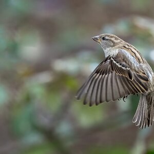 House-Sparrow-ROY-1A-6848.jpg