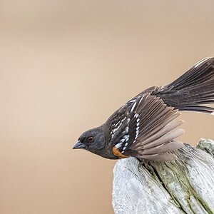 Spotted-Towhee-ROY-1A-5205.jpg