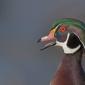 Wood-Duck-ROY-1A-9756.jpg