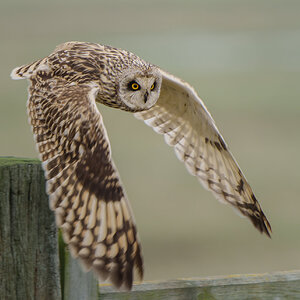 Short Eared Owl.jpg