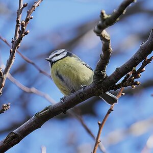 blue tit 2022 2.jpg